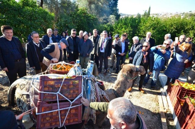 bodrum mandalinasi hasat festivali (3)