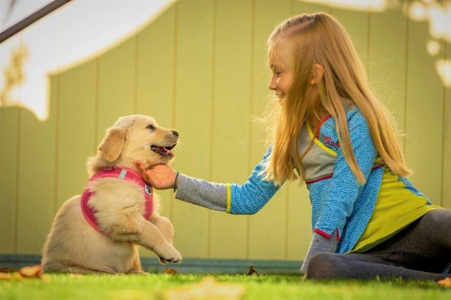tasma köpek küçük kız